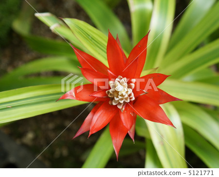 Guszania菠蘿皮質紅色花 Guszania菠蘿皮質紅色花 5121771
