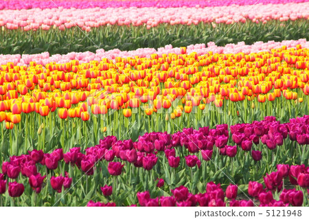 鬱金香領域 鬱金香領域 5121948