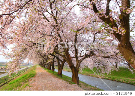 櫻花沒有。 5121949