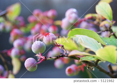 藍莓年輕果子 藍莓年輕果子 5121982