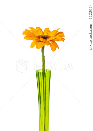 Orange gerbera isolated on the white background 5122634
