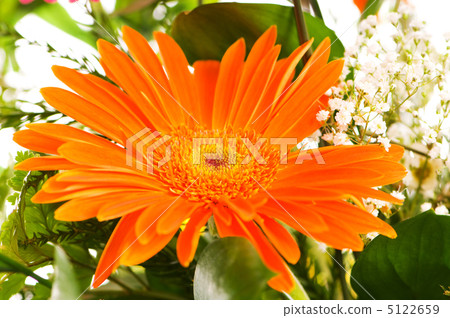 Orange gerbera flower agaisnt green blurred background 5122659