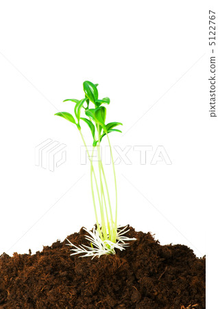 Seedlings illustrating the concept of new life 5122767