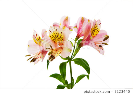 Colourful lilies isolated on the white background Colourful lilies isolated on the white background 5123440