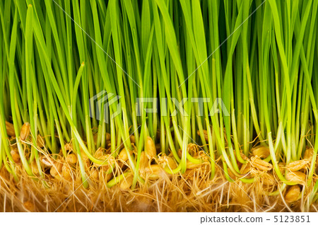 Green glass close up with blades and roots Green glass close up with blades and roots 5123851