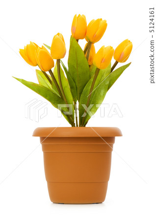 Pot with tuplis isolated on white 5124161