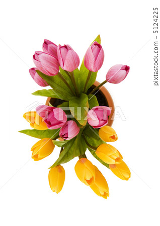 Colourful tulips isolated on the white background Colourful tulips isolated on the white background 5124225