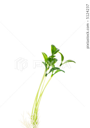 Green saplings isolated on the white background Green saplings isolated on the white background 5124237