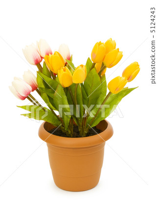 Pot with tuplis isolated on white Pot with tuplis isolated on white 5124243