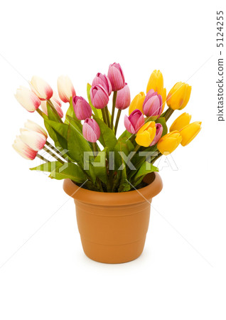 Pot with tuplis isolated on white Pot with tuplis isolated on white 5124255