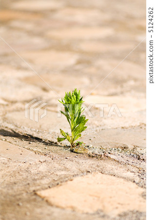 Seedling illustrating the concept of new life 5124262