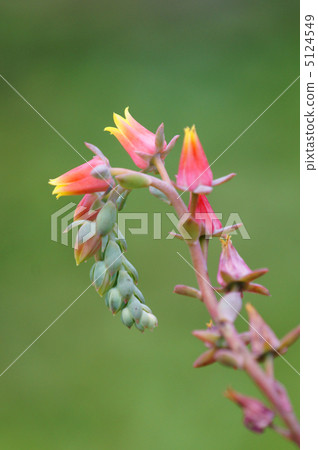 Ekebelia·Elegance日本名字是Seven Lucky God Ekebelia·Elegance日本名字是Seven Lucky God 5124549