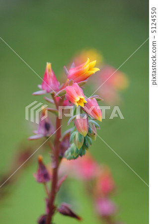 Ekebelia · Elegance Japanese name is Seven Lucky God Ekebelia · Elegance Japanese name is Seven Lucky God 5124550