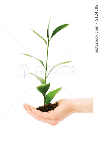 Green seedling in hand isolated on white Green seedling in hand isolated on white 5124592