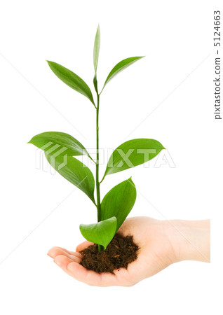 Green seedling in hand isolated on white 5124663