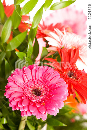Gerbera flowers agaisnt green blurred background Gerbera flowers agaisnt green blurred background 5124856