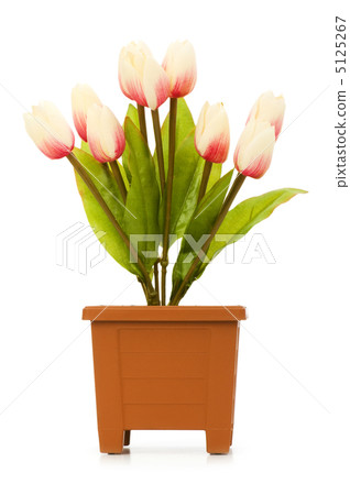 Colourful tulips isolated on the white background 5125267