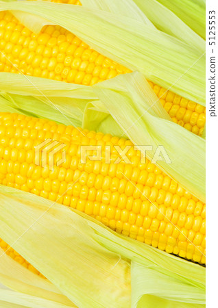 Extreme close up of yellow corn cobs 5125553