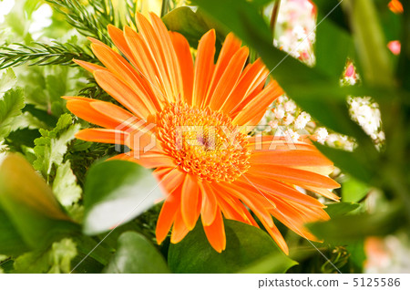 Yellow gerbera flower agaisnt green blurred background 5125586