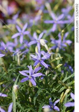 Isotoma它是竹子家族的一朵花。它類似於星形風鈴草。 5126492