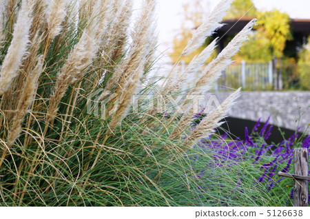 秋令!南美大草原玻璃:白金佳吉(Shiragu Shiragane) 秋令!南美大草原玻璃:白金佳吉(Shiragu Shiragane) 5126638