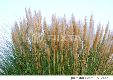 Pampas Glass: Yoshiyoshi Shirogane (Shigeru Shiragane) Pampas Glass: Yoshiyoshi Shirogane (Shigeru Shiragane) 5126639