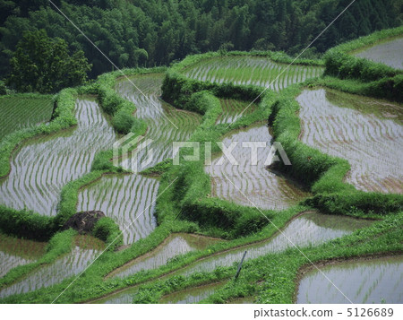 Rice paddy field in Beppu 5126689