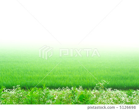 Mist and paddy fields (horizontal cut) 5126698