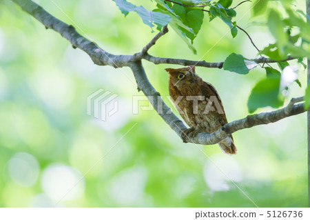 角鴞 角鴞 5126736