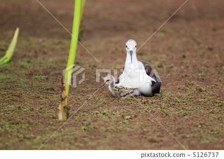 Seita kashid的父母子女 5126737