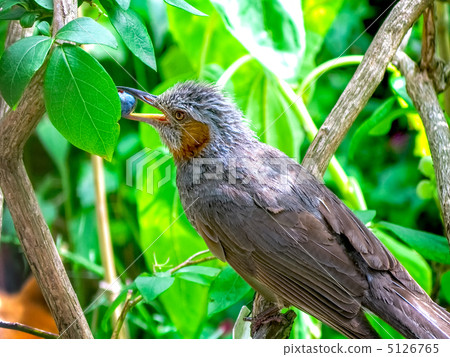 布朗魚用藍莓 5126765