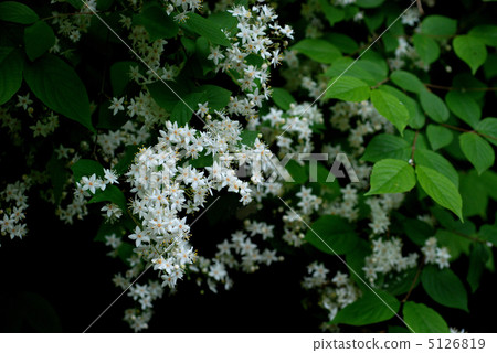 Marubautsugi 5126819