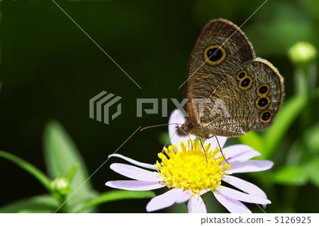 Hime me Lanna Janome 5126925