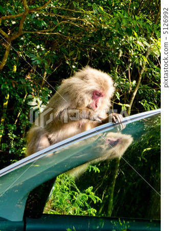 Yakushima car and monkey Yakushima car and monkey 5126992