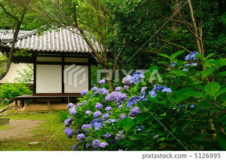 Hydrangea Blessing Temple Hydrangea Blessing Temple 5126995
