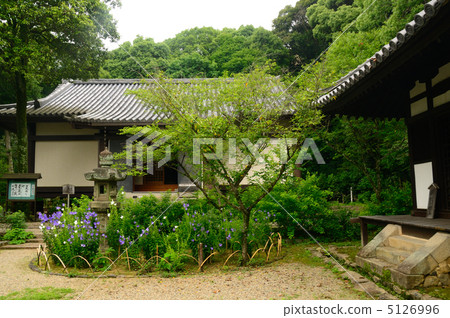 Shirakuji and hydrangea treasure Shirakuji and hydrangea treasure 5126996