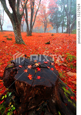 The shrine of Shinto shrine colored leaves 5127024