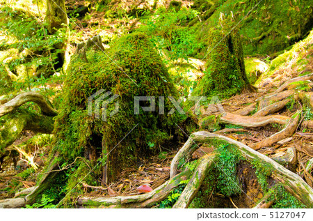 屋久島Yakusugi土地森林覆蓋著苔蘚 5127047