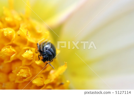 Ruri Marni beetle 5127114