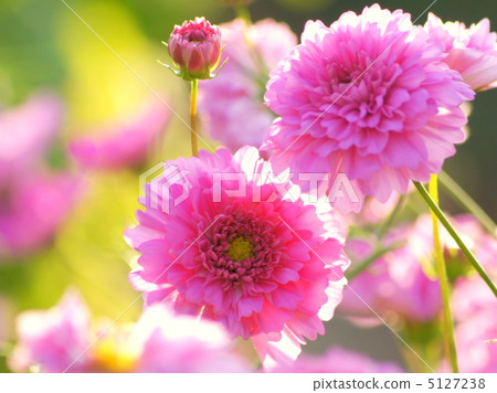 Cosmos (double click) Cosmos (double click) 5127238