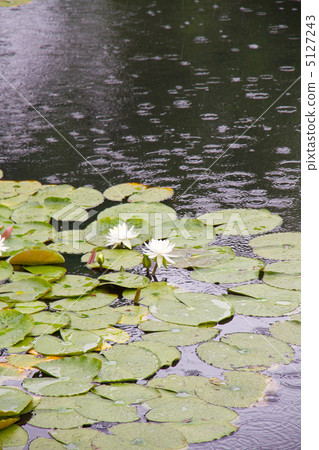 雨池和睡蓮(Mizumoto Park,Katsushika ku) 雨池和睡蓮(Mizumoto Park,Katsushika ku) 5127243