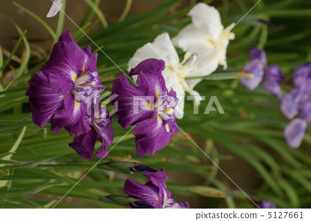 Irises sunset lagoon 5127661