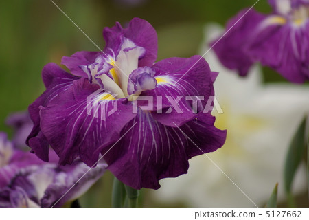 鳶尾花日落潟湖 鳶尾花日落潟湖 5127662