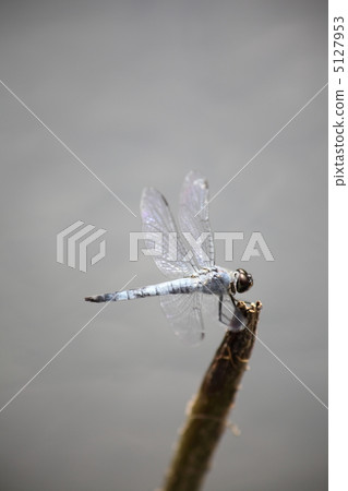 鹽卡拉通博 5127953