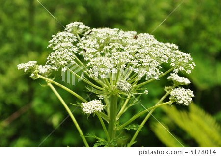 Miyamatoki Miyamatoki 5128014