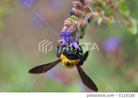 Alcanet和Kimnekumaba 5128188