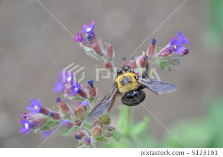 Alcanet和Kimnekumaba 5128191