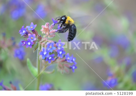 Alcanet和Kimnekumaba 5128199