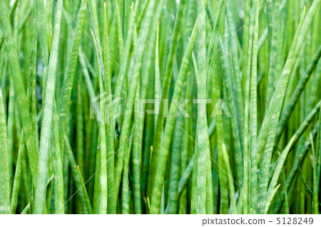 Plant 5128249