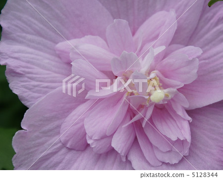 Mukuga flower up variety breed Temple Gion Mamoru 5128344